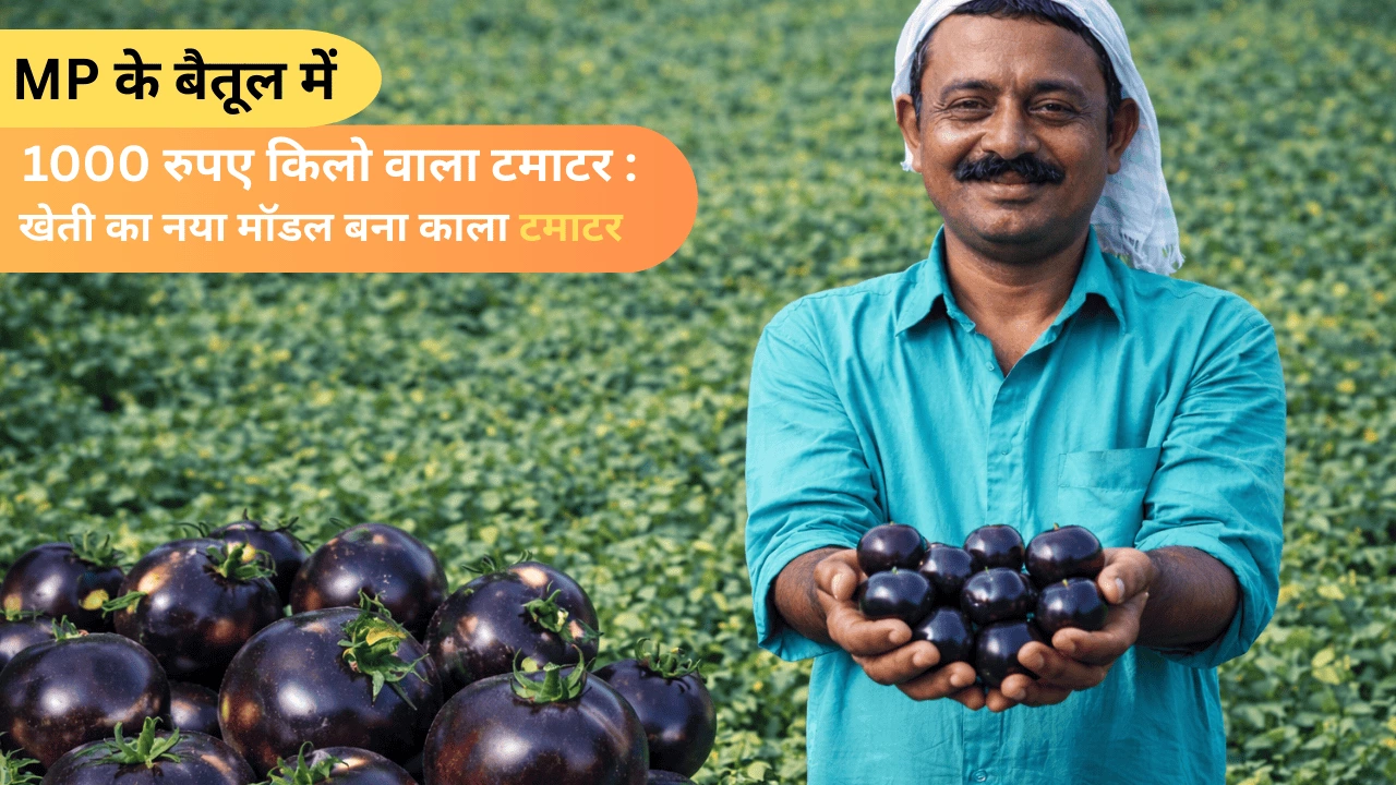 MP के बैतूल में 1000 रुपए किलो वाला टमाटर, खेती का नया मॉडल बना काला टमाटर